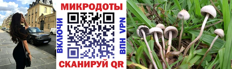 мега вход  Западная Двина  Псилоцибиновые грибы мицелий 